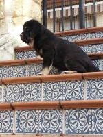 /album/cachorros/a20140130-131902-1-jpg/